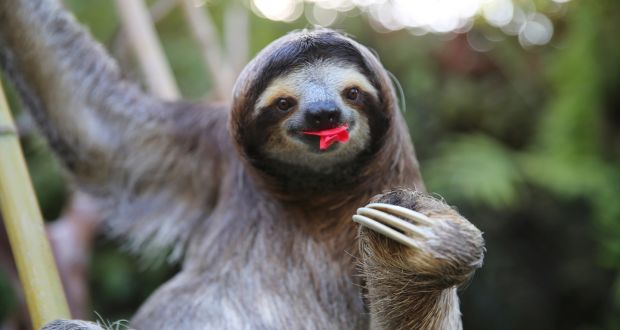 A Sloth eating hibiscus flowers (presumably slowly)