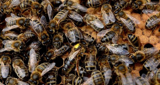 What’s best for bees . . . a case of trial and error? Photograph: Cyril Byrne 