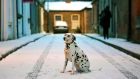Otta the Dalmation dog sits in the fallen snow in Dublin, Ireland. Photograph: Clodagh Kilcoyne/Reuters