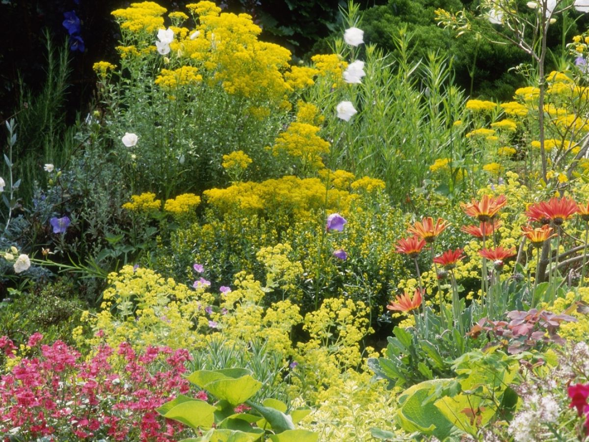 Time To Plant Perennials But Choose Flowers That Get Along
