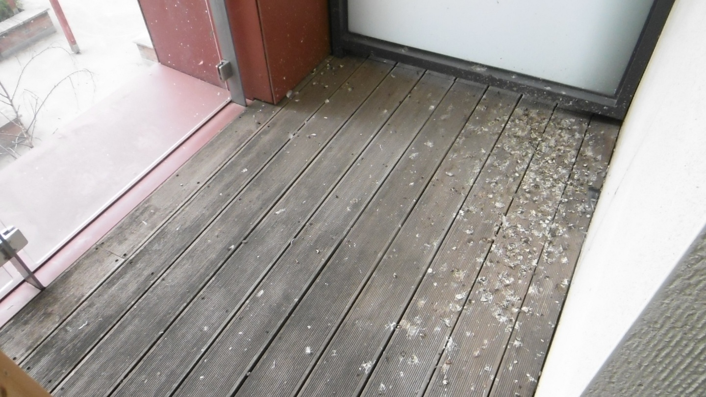 My Balcony Is Covered In Pigeon Droppings Who Is Liable