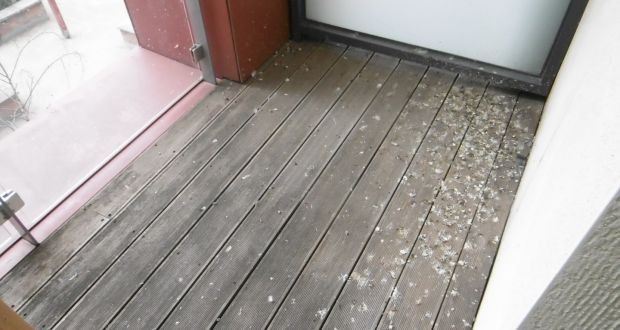 Balcony is  completely unusable as it is covered in bird excrement.