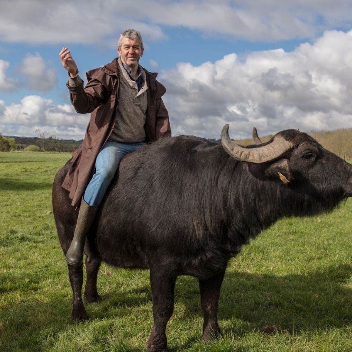 Rendition offentliggøre Skrive ud Buffalo soldier: The man making Mozzarella in Macroom