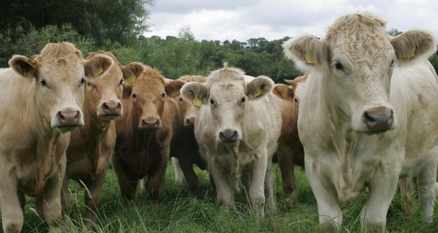 It has been three years since China formally lifted a ban on Irish beef exports to China imposed after the BSE crisis. Photograph: Brenda Fitzsimons/The Irish Times