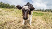 One paper at the British Society of Animal Science conference noted that even small changes to the feeding regimes of new-born calves can result in significant benefits to their gastrointestinal tract.