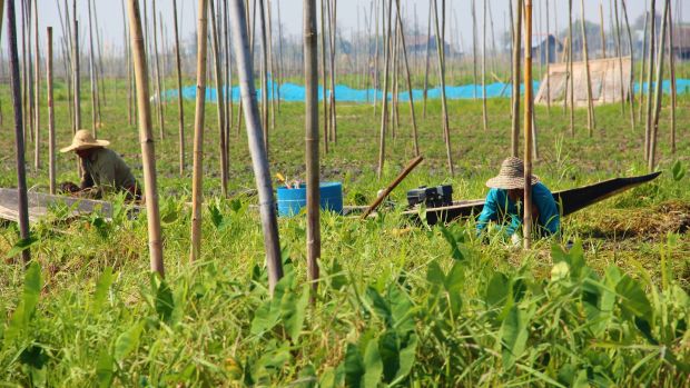 Tomatoes are the most common vegetable grown on Inle Lake’s floating farms. The bamboo poles prevent the farms from floating away. Photograph: Stephen Starr