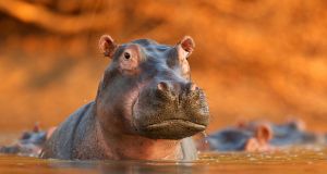 The hippo –  the “highly-paid person’s opinion”. This is the guy  who shoots from the gut, who makes a judgment call and sticks with it regardless of the outcome