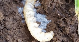 Cockchafer beetle larva in Co Meath. Photograph: Mike Egan