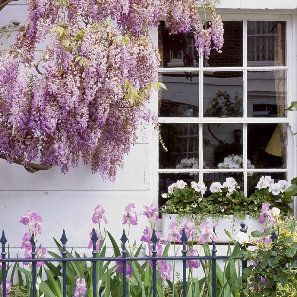 A Way With Wisteria How To Grow This Magnificent Hardy Climber