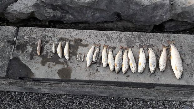 A sample of the dead fish found downstream of Ballina Waste Water Treatment Plant discharge pipe