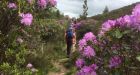 The rhododendron puts on a memorable display of colour in early summer, with clusters of bell-like flowers that create insanely unforgettable vistas.