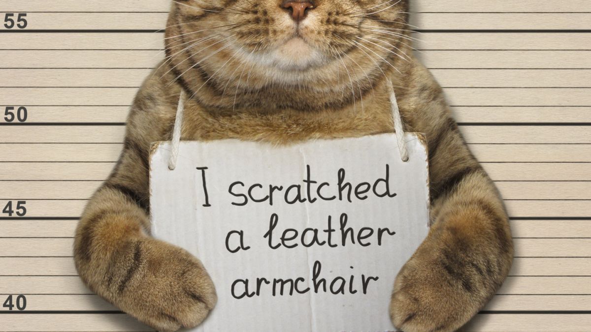 Landlady For Cats Damage To Chairs, Can You Have Leather Furniture With Cats