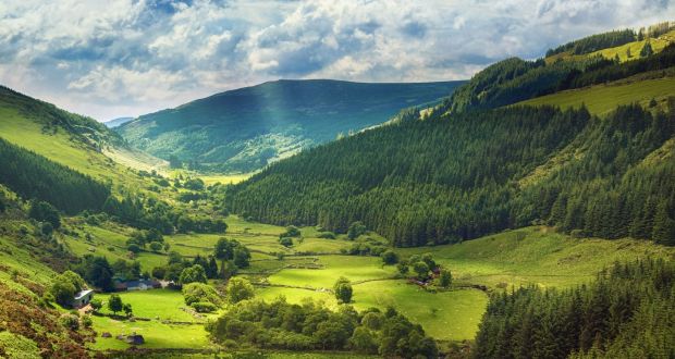 Forestry in Glenmacross Valley, Co Wicklow. There are few mature trees in Ireland, let alone of native species.    Photograph: istock