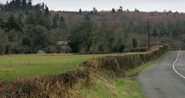 Cut hedgerow near Shillelagh in Co Wicklow. Photograph: Frank Miller/The Irish Times
