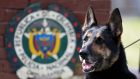 Drug dog Sombra has helped detect more than 2,000 kilos of cocaine hidden in suitcases, boats and large shipments of fruit. Photograph: Fernando Vergara/AP