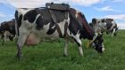 A cow with methane-collection equipment on her back. Grass is a cheap way to feed cows, but as  methanogens break  down grass in the stomach they  produce methane,  a potent greenhouse gas Photograph:   Rachel Doyle
