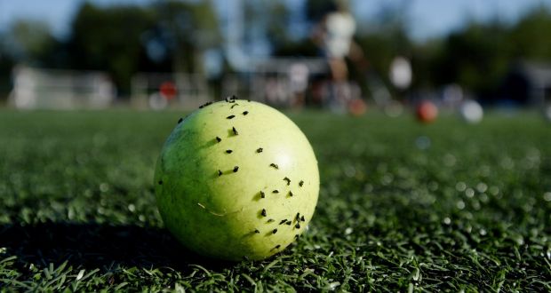 Crumb rubber from a synthetic  pitch sticks to a  hockey ball. Photograph:  Shawn Patrick Ouellette/Getty Images
