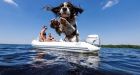 Taken on a GoPro Hero5, this photo of Bailey the springer spaniel jumping into Lough Derg “seemed to encapsulate this incredible summer”. Photograph: Louis Smith