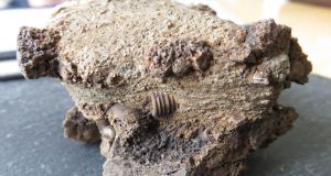 Fossil stone with an oyster-type shell and crinoid ossicles embedded in it. It is  estimated to be 350 million years old. Photograph: Jamie Malone/Thru My Eyes Photography