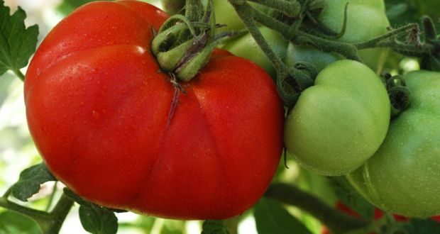 The tomato is easy to transform genetically by improvement, selection and crossing. Photograph: Jane Powers 