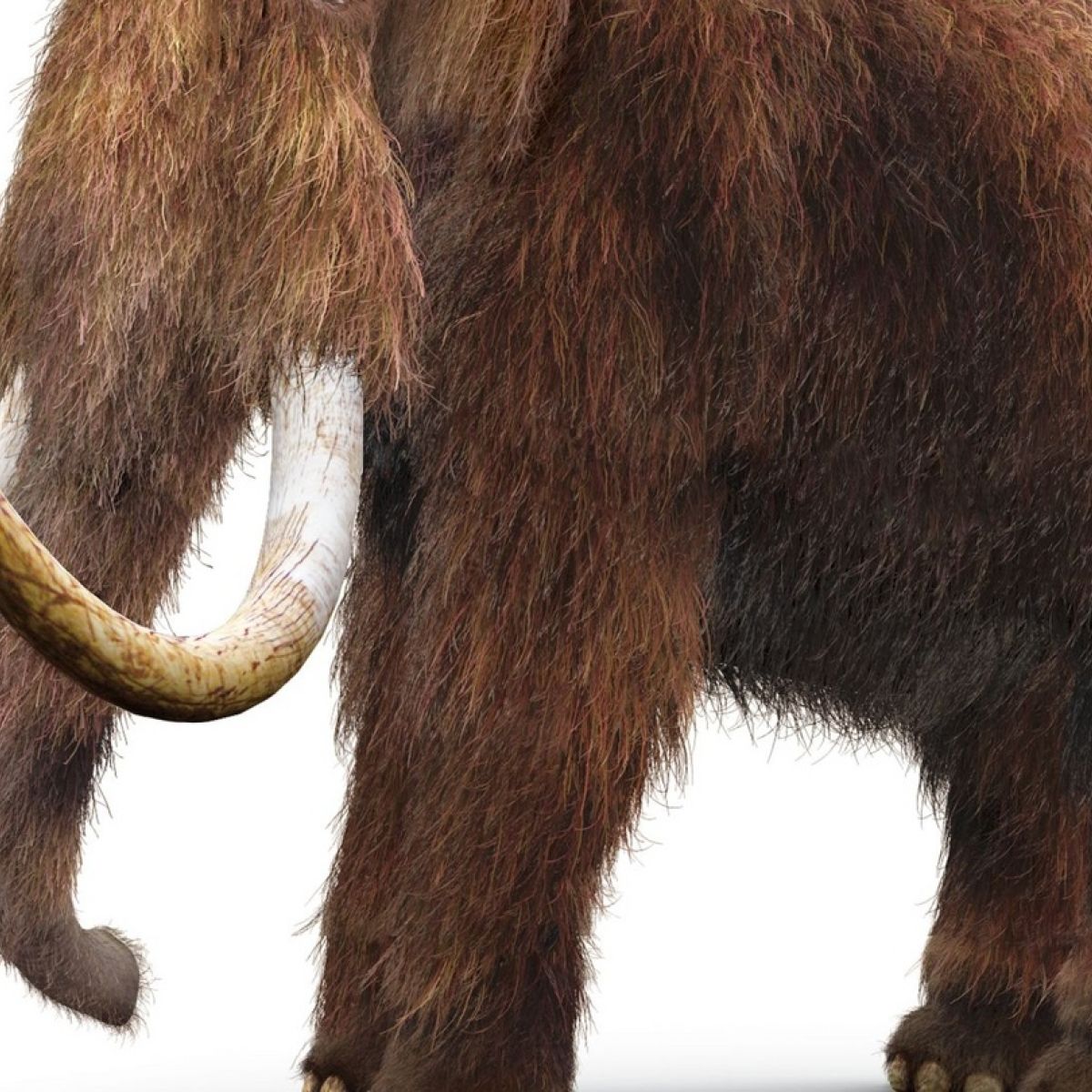 The Mammoths Return Scientist Predicts De Extinction Of Long Lost Animals