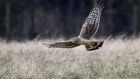 The Irish Raptor Study Group had strongly objected to the wind farm and claimed the southern area of the county supported up to 11 territorial pairs of breeding Hen Harrier.