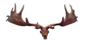 Set of prehistoric deer antlers and skull (Lot 102, €30,000-€50,000)