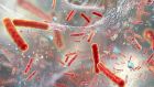 CPE is the newest in a long line of bacteria that are extremely difficult to kill with antibiotics. Photograph: iStock