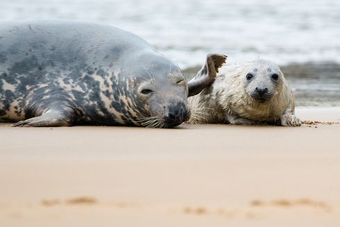 Finalist of An Taisce Clean Coasts Love Your Coast Photography Competition, Photographer Chris Howes, Each and Every Animal Has Much Right To Be Here As You and Me
