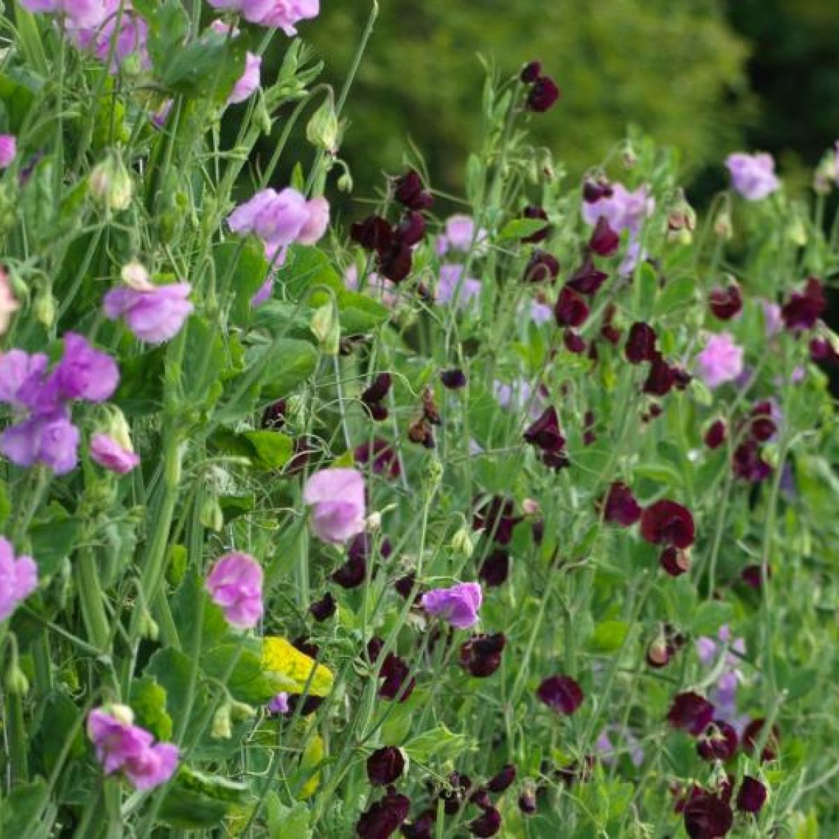 Frilly But Not Fragile How To Grow A Hardy Sweet Pea