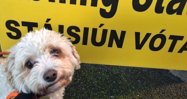 Siobhan Quill’s dog Buffy waits outside a polling station in Ireland. Photograph: Siobhan Quill/PA 