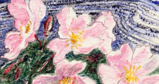 Burnet rose - a flower of the Burren’s ‘unintended garden’. Illustration: Michael Viney 
