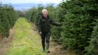 Martin Kelleher working on Kelleher’s Christmas Tree Farm, Brannockstown, Naas, Co. Kildare. Photograph: Dara Mac Dónaill