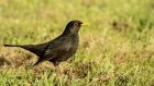 Blackbird (Turdus merula). Photograph: Brian Burke/Birdwatch Ireland