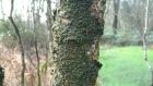 Algae on a tree in Moninea Bog in Co Fermanagh, where lichen and sphagnum moss were killed by ammonia. 