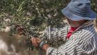 Murad Alkufash harvesting olives in Marda village. Photograph: Niall Sargent