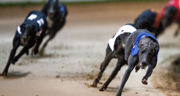 Early-morning greyhound racing gets underway but it’s always bet o ...
