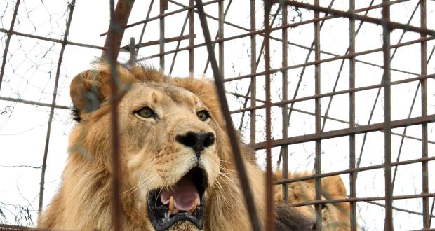 It was not clear how the lion escaped the area that was supposed to be locked. File photograph: Getty Images