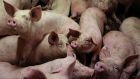 Modern  farming of livestock means pigs and chickens   often live crowded together prior to slaughter –  the perfect environment for the spread of disease. Photograph:  Reuters