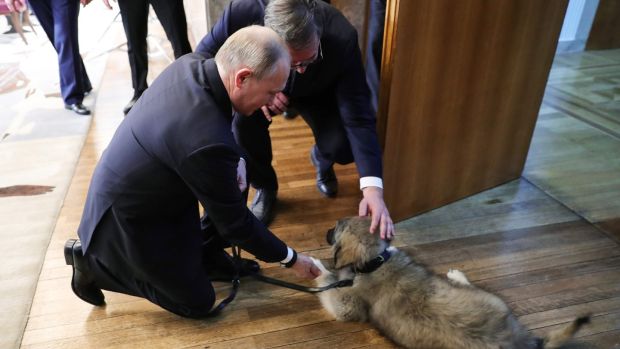 Serbian president Aleksandar Vucic presents a Yugoslavian shepherd dog puppy to Vladimir Putin in Belgrade. Photograph: Mikhail Klimentyev/Sputnik/AFP/ Getty Images