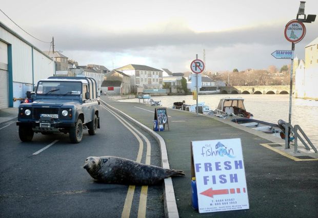 Sammy the Seal who is a regular atraction in Wicklow town, on New Year’s day making his way across the road to the fishmonger at South Quay, Wicklow. Photograph: Garry O’Neill