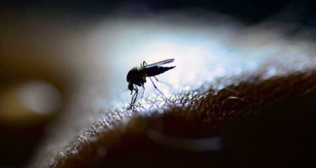 Some of the Government funding will go towards the fight against malaria. Photograph: Getty