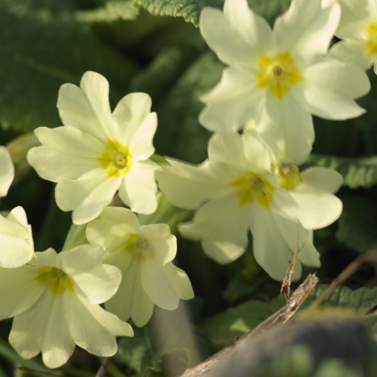 Are Primroses The Perfect Spring Flower They Love The Damp And Are Good To Eat Too