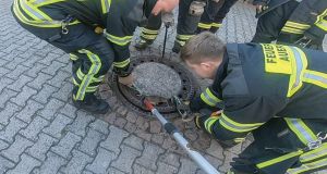 Rescuers try to free the fat rat from the sewer. The operation took eight men and 25 minutes to complete. Photograph: Berufstierrettung Rhein Neckar/ Freiwillige Feuerwehr Auerbach