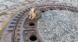 A fat rat stuck in a sewer grate in Germany. It took about eight firefighters and an animal expert to rescue the rodent from the drain. Photograph: Berufstierrettung Rhein Neckar/ Freiwillige Feuerwehr Auerbach