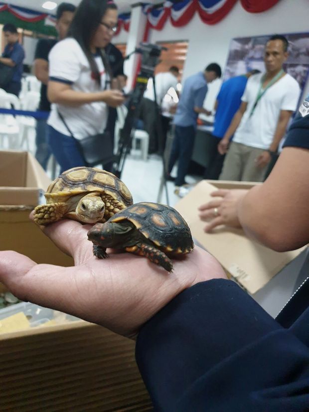 More Than 1 500 Turtles Found Abandoned In Bags At Manila Airport