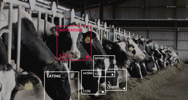 Irish agri-tech start-up Cainthus has developed technology that can identify cows using facial recognition and monitor their health and wellbeing, tracking their food and water intake, behaviour patterns and heat detection.