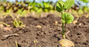 Schools across Ireland are being encouraged to sow Lumper potatoes this spring to commemorate the Irish Famine.   