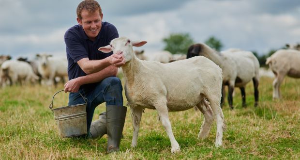 Ulster University wants to help the animal welfare sector thrive, especially with the significant political implications on the horizon. Photograph: iStock