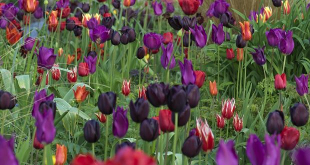 June Blake’s garden near Blessington, West Wicklow, will also be celebrating its “Month of Tulips” throughout April with a spectacular display of these spring-flowering bulbs.